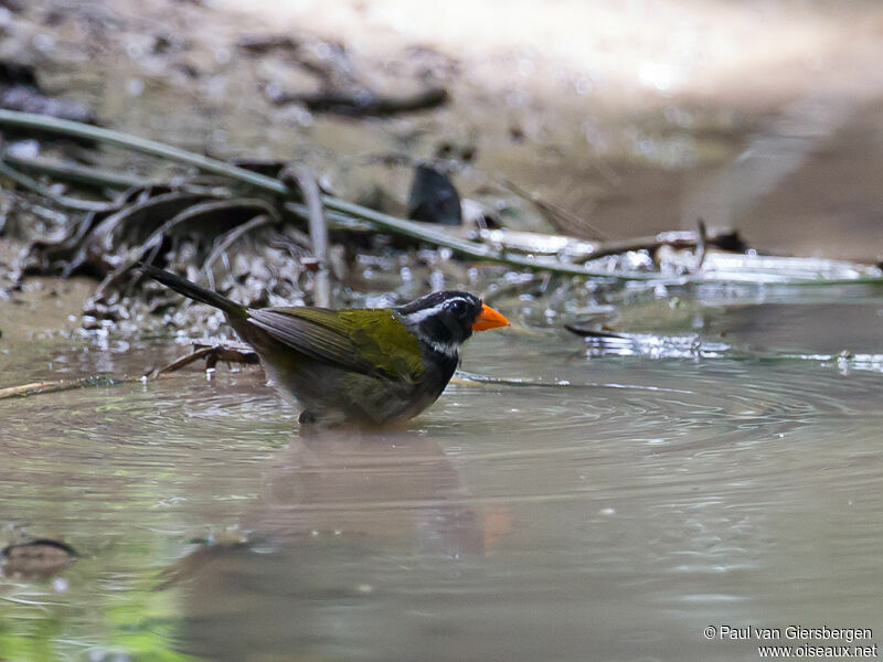 Orange-billed Sparrow