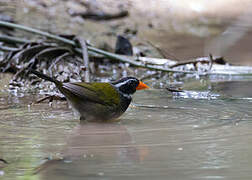 Orange-billed Sparrow