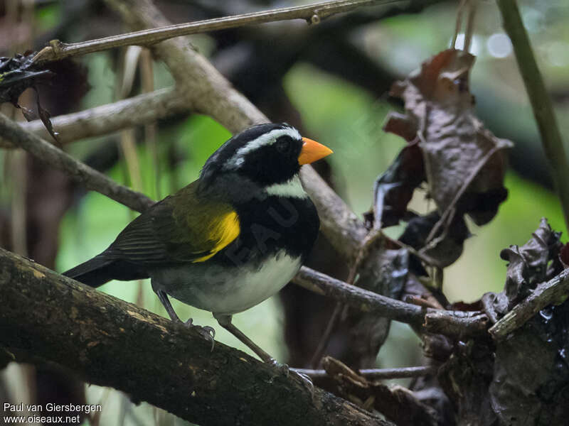 Tohi à bec orangeadulte, identification