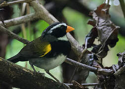 Orange-billed Sparrow