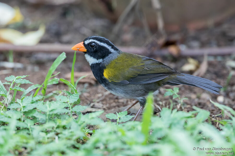 Orange-billed Sparrowadult