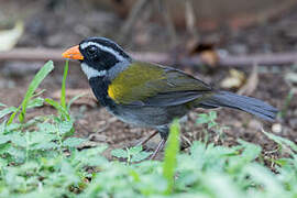 Orange-billed Sparrow