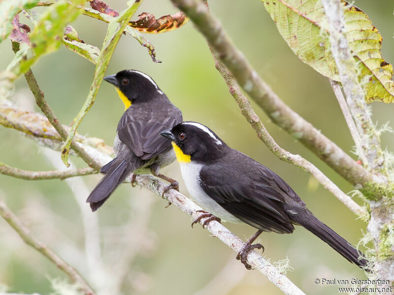 White-naped Brushfinch