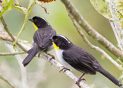 White-naped Brushfinch