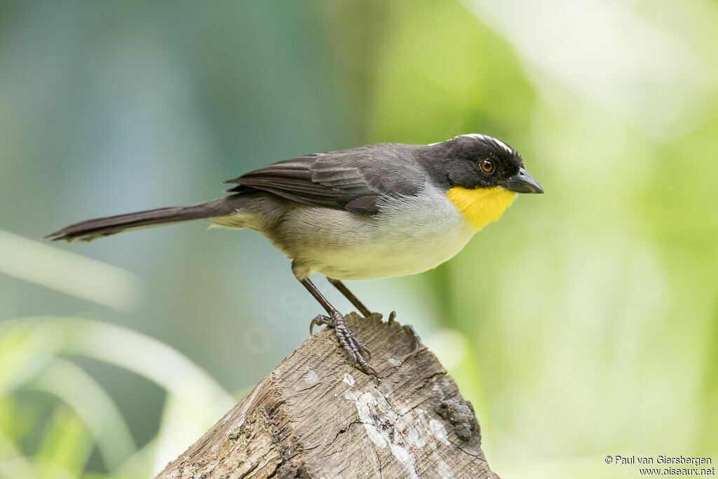 White-naped Brushfinchadult