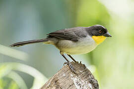 White-naped Brushfinch