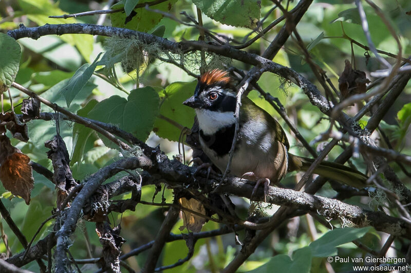 Collared Towhee