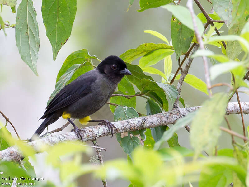 Yellow-thighed Brushfinchadult, habitat, pigmentation