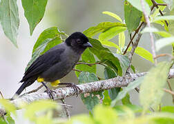 Yellow-thighed Brushfinch