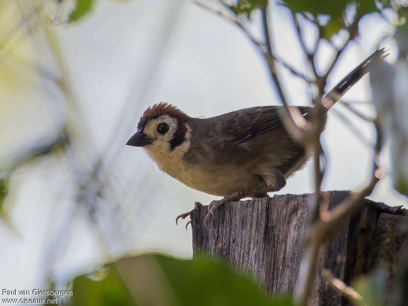 Prevost's Ground Sparrowadult, identification