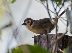 Prevost's Ground Sparrow