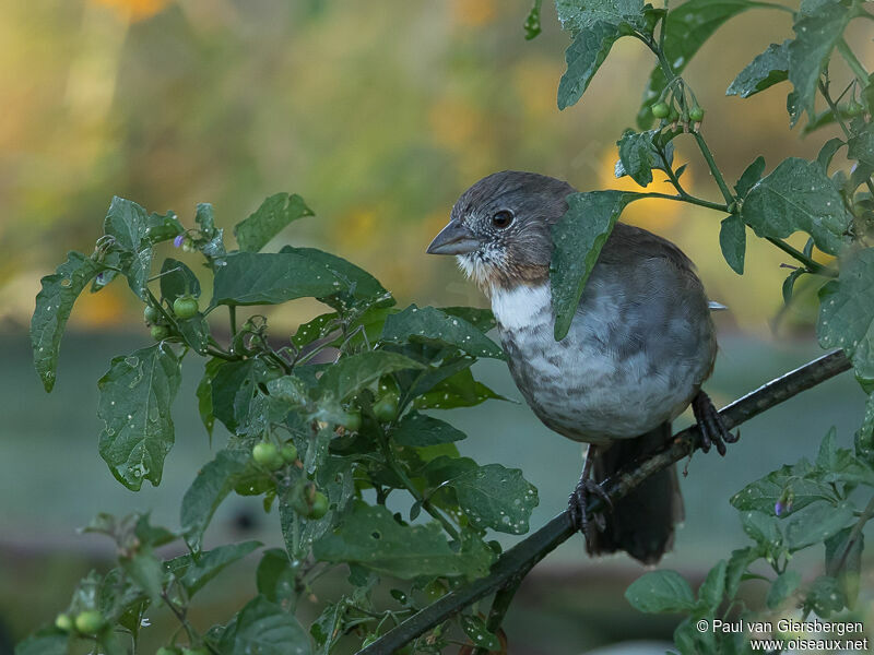 White-throated Towhee