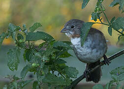 White-throated Towhee