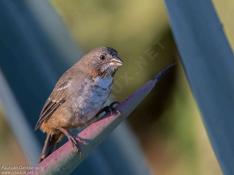 White-throated Towhee