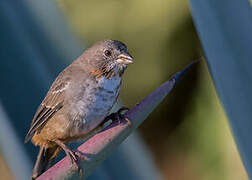 White-throated Towhee