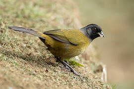 Large-footed Finch