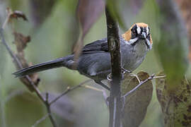 Black-spectacled Brushfinch