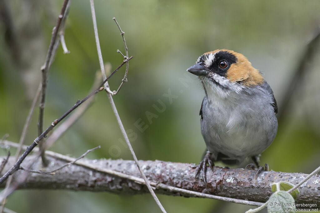 Black-spectacled Brushfinchadult