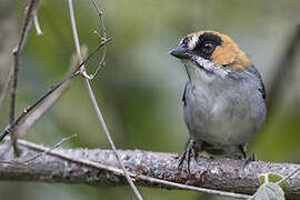 Black-spectacled Brushfinch