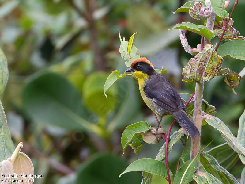 Yellow-breasted Brushfinchadult, habitat, pigmentation