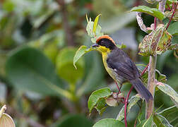 Yellow-breasted Brushfinch