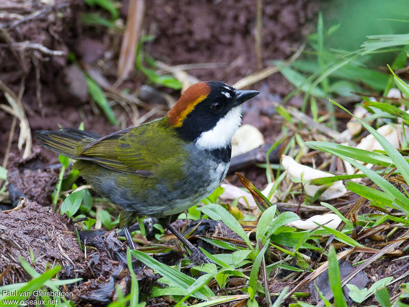 Tohi à nuque bruneadulte, identification