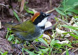 Chestnut-capped Brushfinch