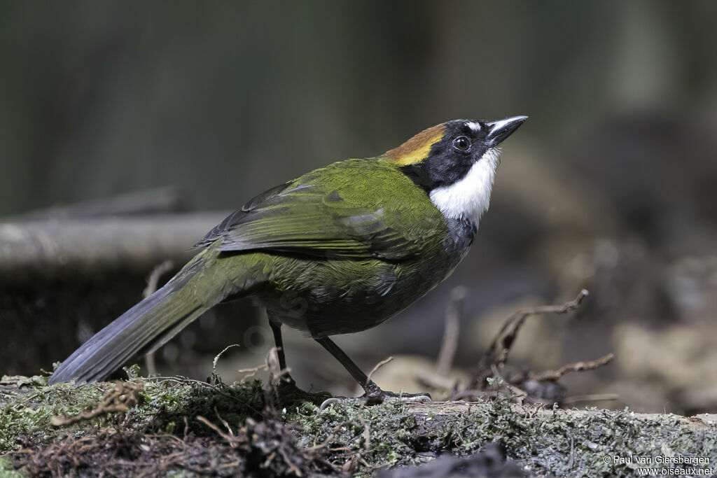 Chestnut-capped Brushfinch