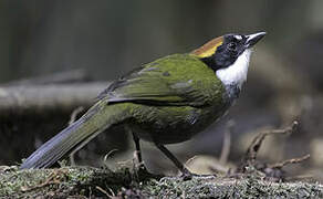 Chestnut-capped Brushfinch