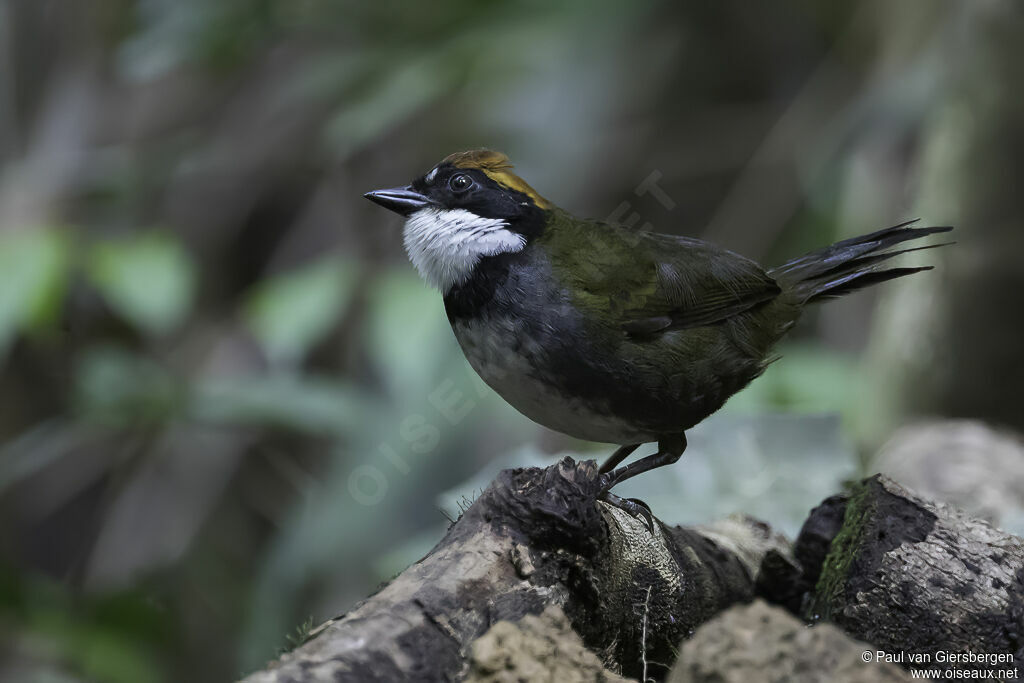 Chestnut-capped Brushfinchadult