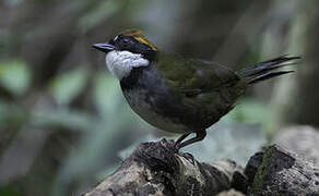 Chestnut-capped Brushfinch