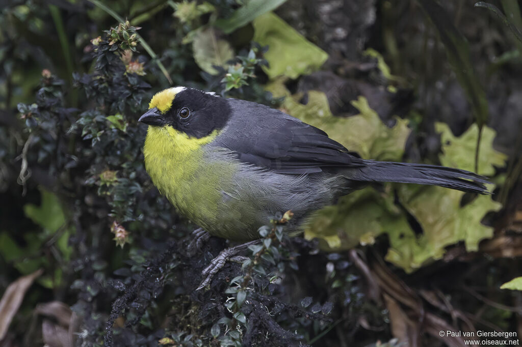 Pale-naped Brushfinchadult