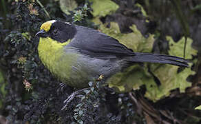 Pale-naped Brushfinch