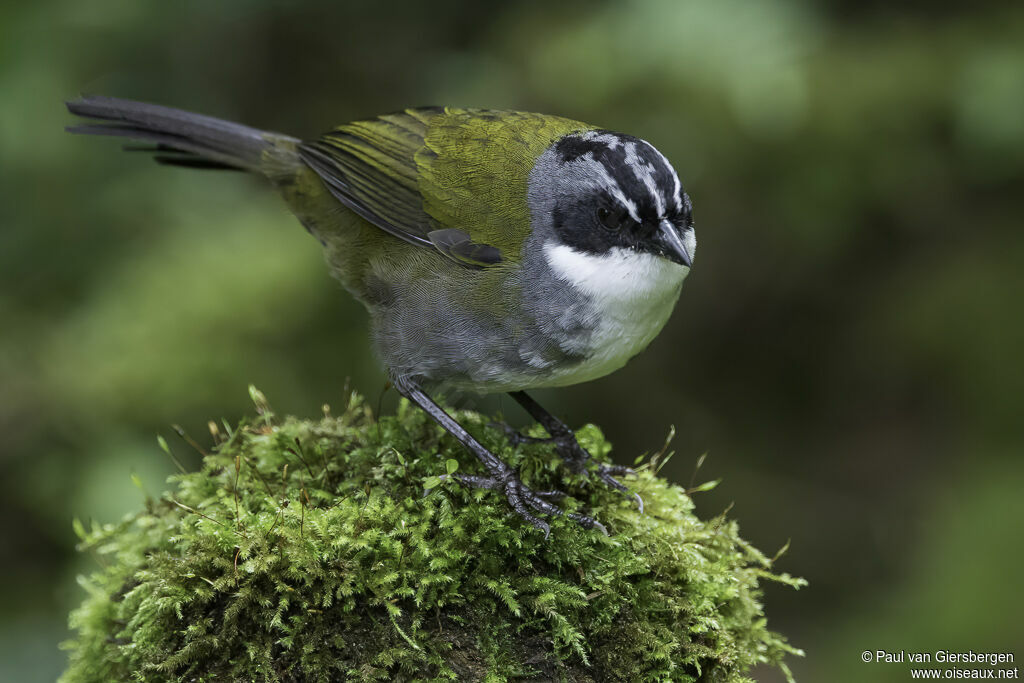 Grey-browed Brushfinchadult