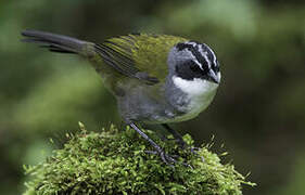 Grey-browed Brushfinch