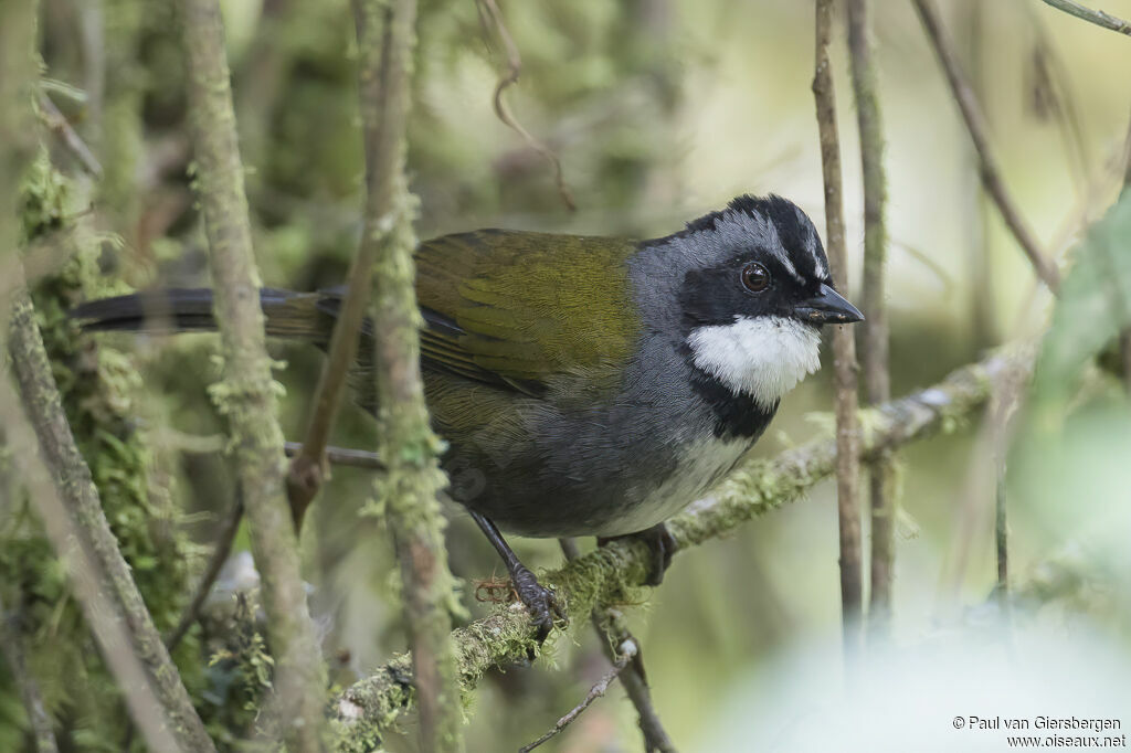 Grey-browed Brushfinchadult