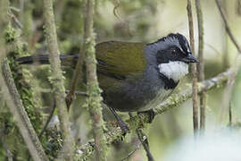 Grey-browed Brushfinch