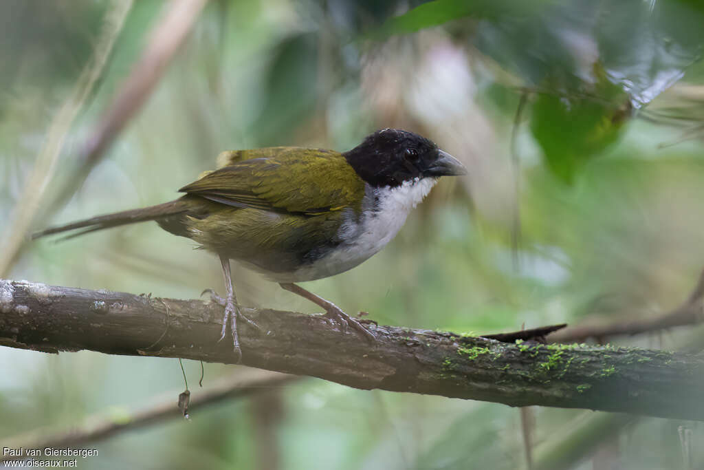 Tohi à tête noireadulte, identification