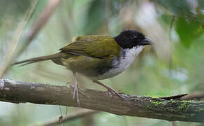 Black-headed Brushfinch