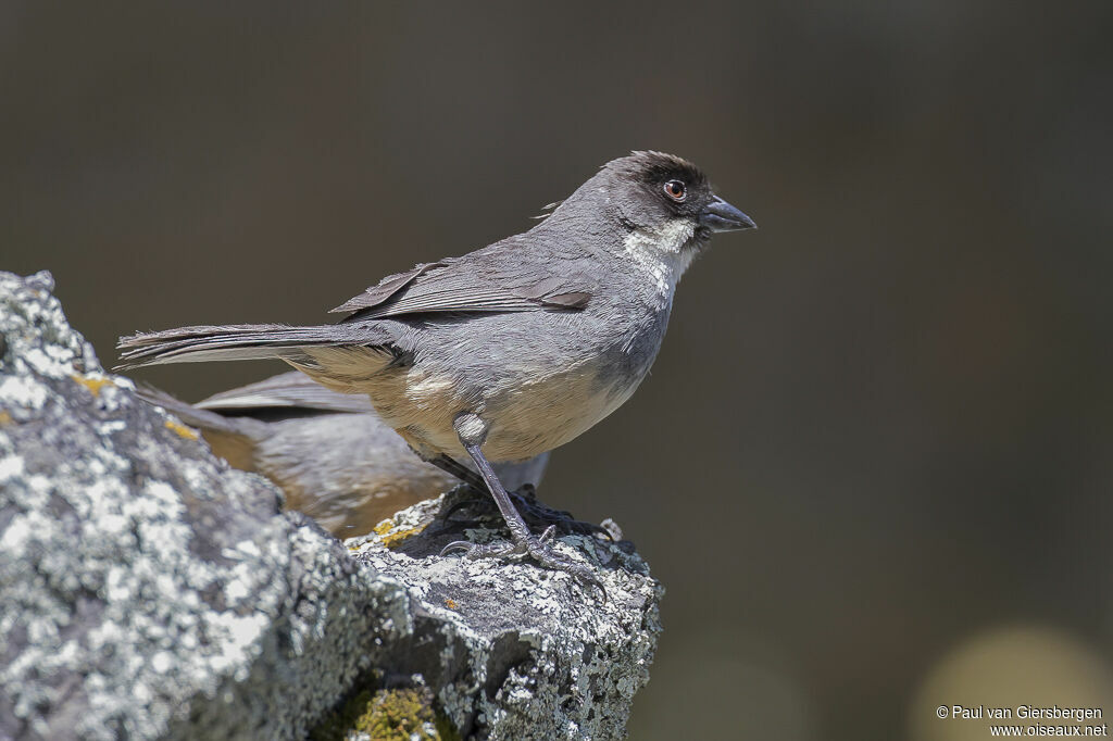 Rusty-bellied Brushfinchadult