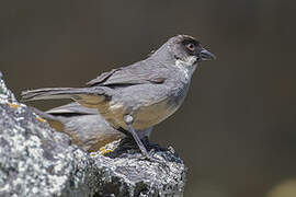 Rusty-bellied Brushfinch