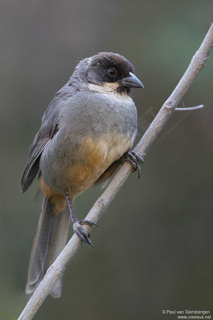 Rusty-bellied Brushfinchadult