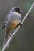 Rusty-bellied Brushfinch