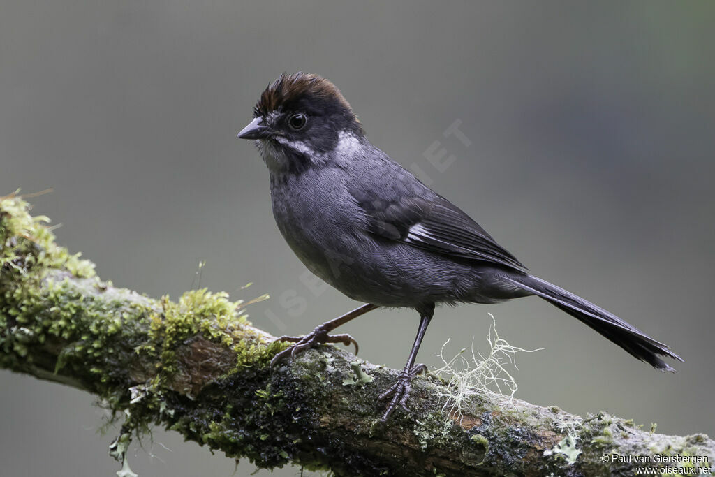 Slaty Brushfinchadult