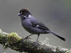 Slaty Brushfinch