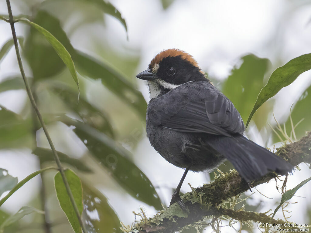 Slaty Brushfinchadult