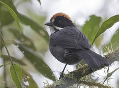 Slaty Brushfinch