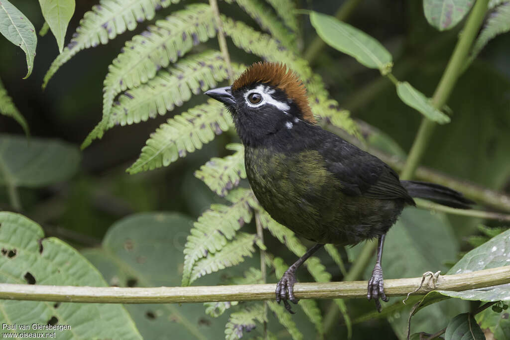 White-rimmed Brushfinchadult, identification