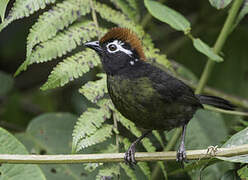 White-rimmed Brushfinch