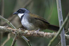 Sierra Nevada Brushfinch